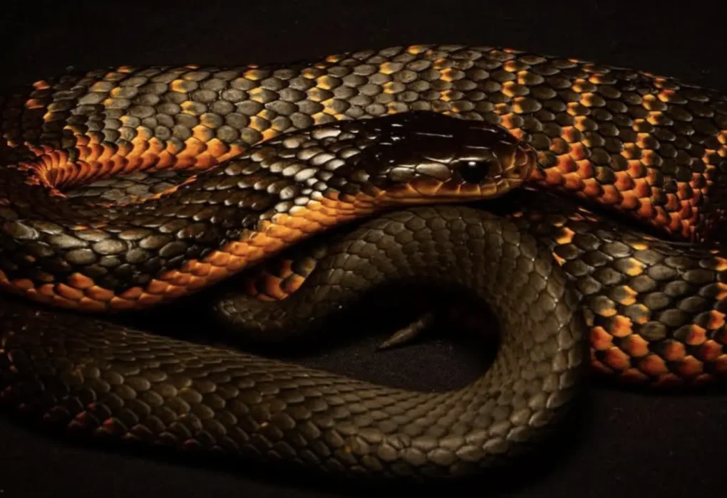 Are there tiger snakes on Phillip Island?