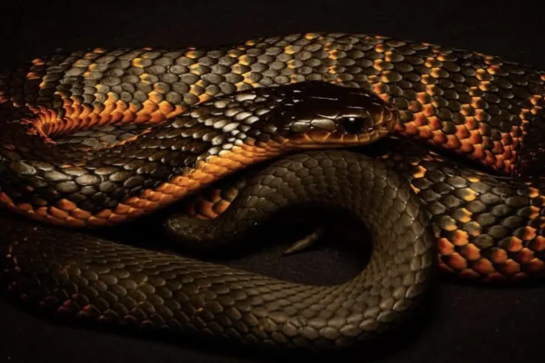 Are there tiger snakes on Phillip Island?