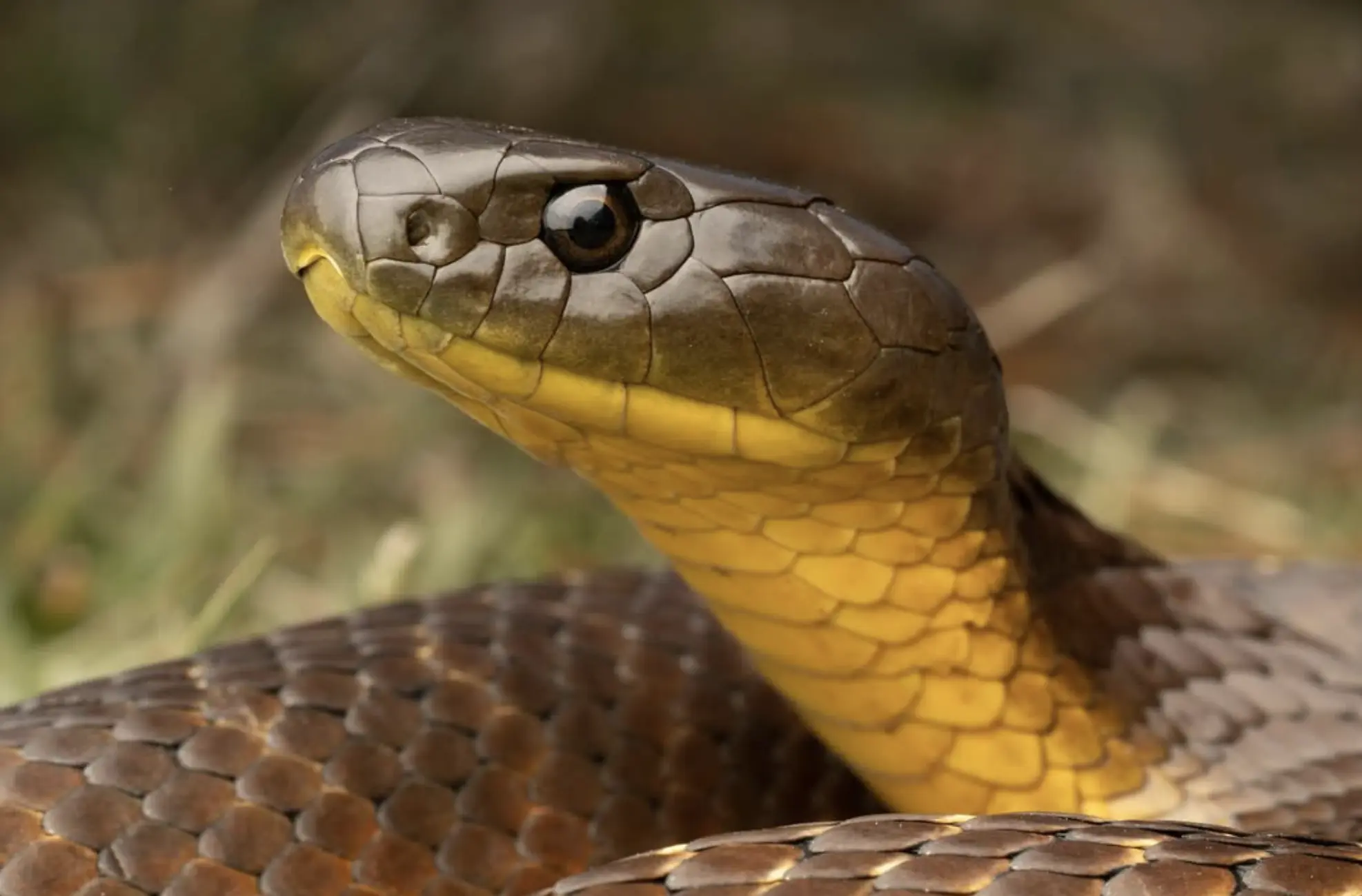 Australian Wildlife