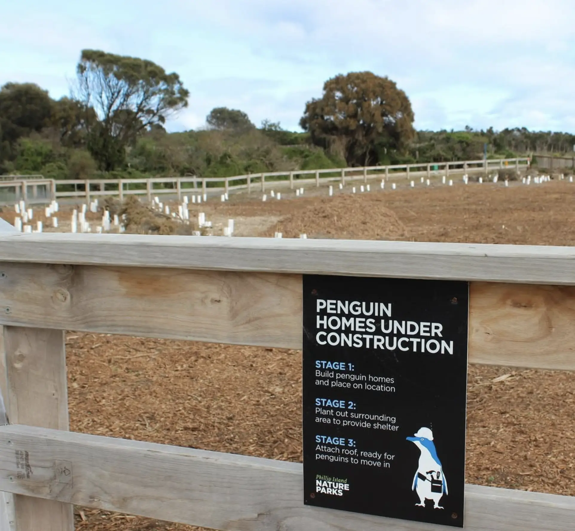 Penguin Parade