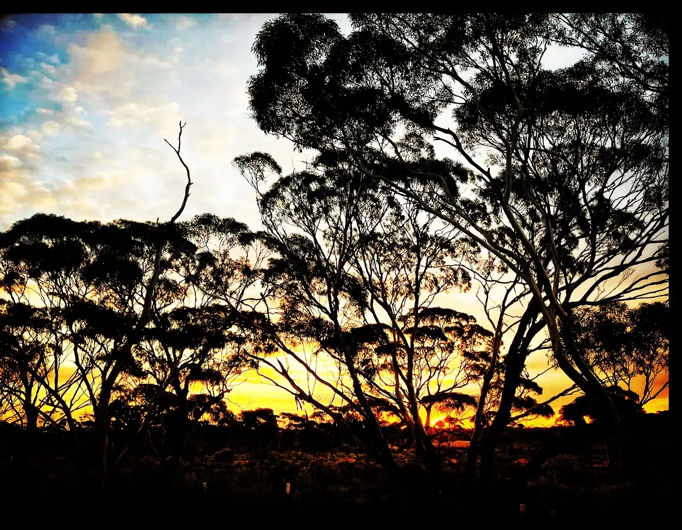australian bilby in the wild