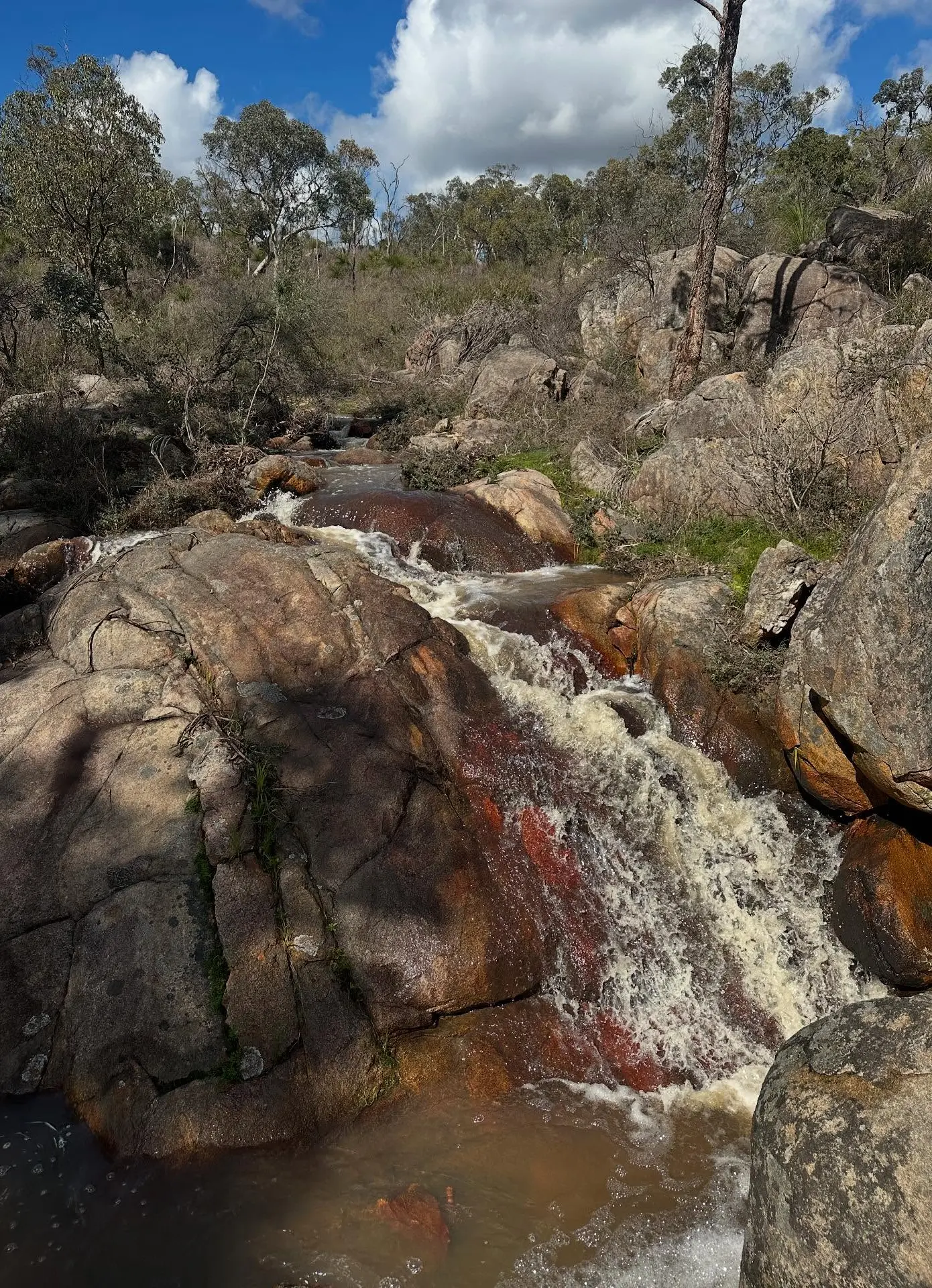 australian wildlife spotting tips