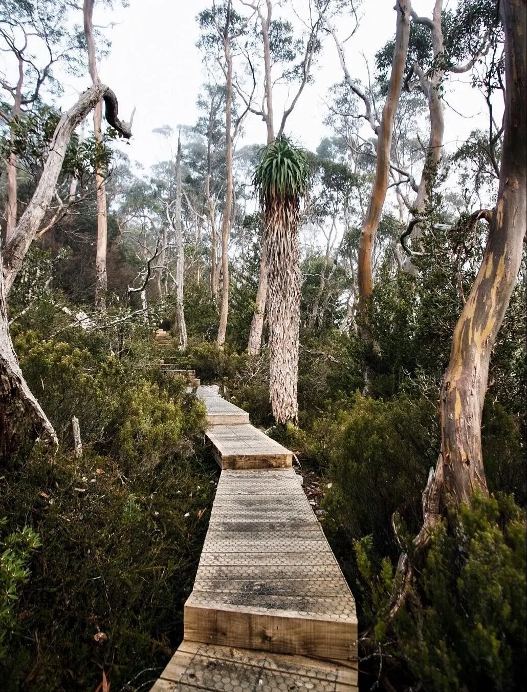 australian wildlife unexpected encounters